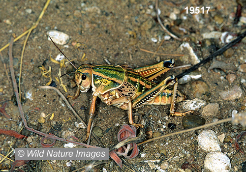 Plains Lubber Grasshopper (Brachystola magna)